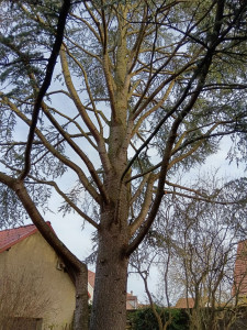 Photo de galerie - Elagage et coupe d'arbres