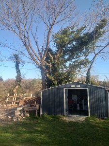 Photo de galerie - élagage abattage 