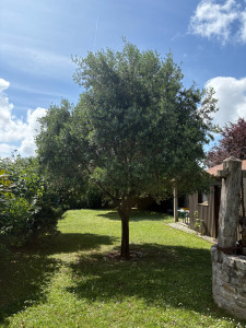 Photo de galerie - Taille d’un Olivier