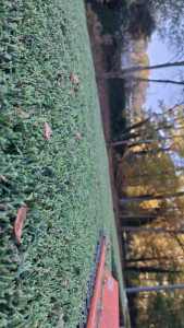 Photo de galerie - 
plateau haie de cyprès 
