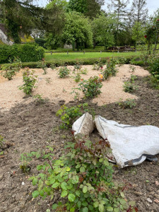Photo de galerie - Mise en place d’un paillage dans un parterre de rosiers