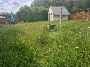Photo de galerie - Tonte de pelouse - Débroussaillage