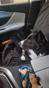 Photo de galerie - Garde chien