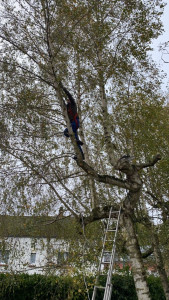 Photo de galerie - Elagage et coupe d'arbres