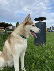 Photo de galerie - Garde de chien  