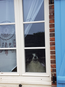 Photo de galerie - Garde animaux