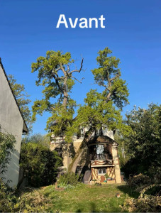 Photo de galerie - Abattage d’un arbre, trop proche de la maison
