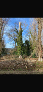 Photo de galerie - Abattage d’un peuplier