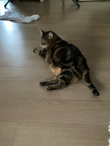 Photo de galerie - Wolfe chat ?‍⬛ 