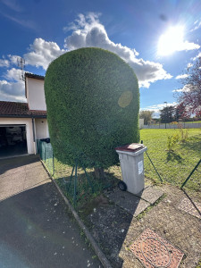 Photo de galerie - Taille de cyprès 
