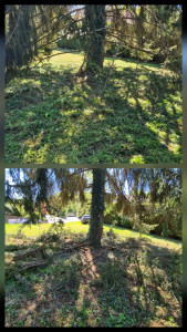 Photo de galerie - Elagage et coupe d'arbres