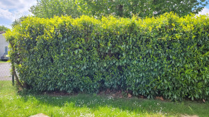 Photo de galerie - Avant 