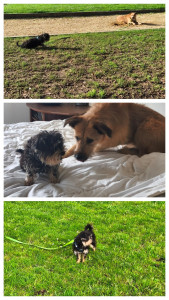 Photo de galerie - Garde de chien ,jeux 

