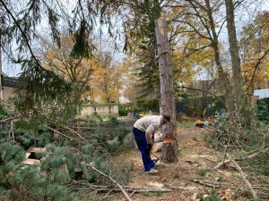 Photo de galerie - Elagage et coupe d'arbres