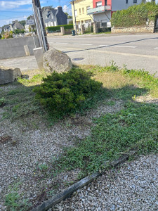 Photo de galerie - Tonte de pelouse - Débroussaillage