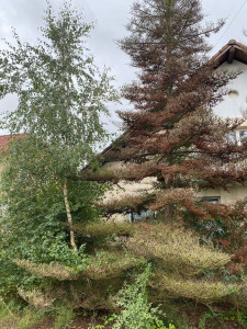 Photo de galerie - Elagage et coupe d'arbres