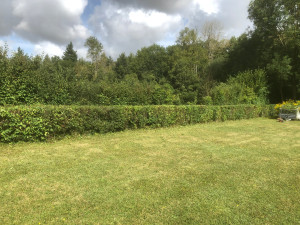 Photo de galerie - Elagage et coupe d'arbres