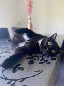 Photo de galerie - Garde chat