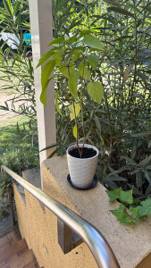 Photo de galerie - Piment 