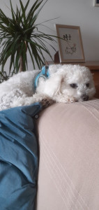 Photo de galerie - Garde chien