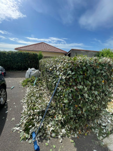 Photo de galerie - Taillage et ramassage par la suite 