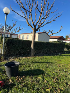 Photo de galerie - Tailles de haies