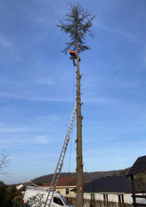 Photo de galerie - Elagage et coupe d'arbres