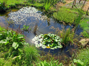 Photo de galerie - Paysagiste - Aménagement du jardin