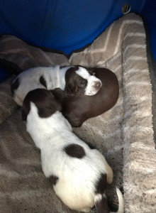 Photo de galerie - Garde Maman + ses chiots 