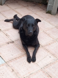Photo de galerie - Garde chien