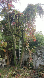 Photo de galerie - élagage arbres