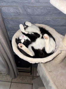 Photo de galerie - Mon propre chat, mon fils ♥️