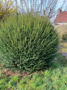 Photo de galerie - If boule 