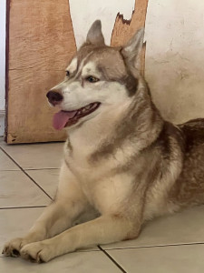 Photo de galerie - Garde d’un Husky de 2ans