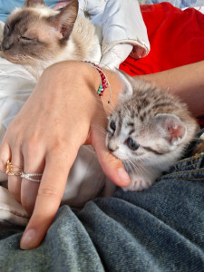 Photo de galerie - Pet-sitter / promenade 