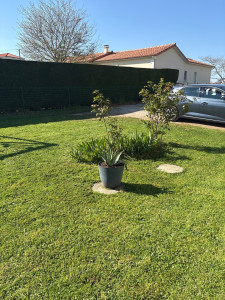 Photo de galerie - Tonte de pelouse , bordures , haie 