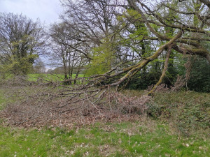 Photo de galerie - Coupe d'arbre cassé (avant)