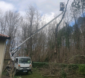 Photo de galerie - Elagage et coupe d'arbres