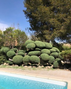 Photo de galerie - Taille juneperus horizontalis en taupière 