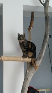 Photo de galerie - Mon chat sur un arbre à chat que j'ai construit