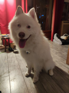 Photo de galerie - Garde chien