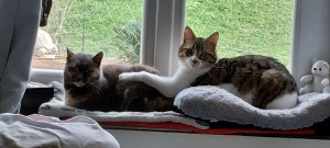 Photo de galerie - Garde chat