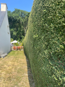 Photo de galerie - Taille de haies et d'arbustes