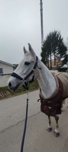 Photo de galerie - Passionnée des animaux je suis également cavalière !