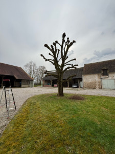 Photo de galerie - élagage d’un tilleul en tête de chat 