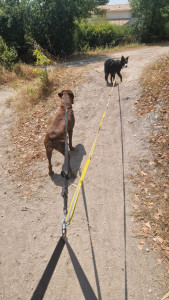 Photo de galerie - Garde chien