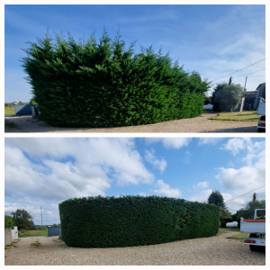 Photo de galerie - Taille de haie cyprès 