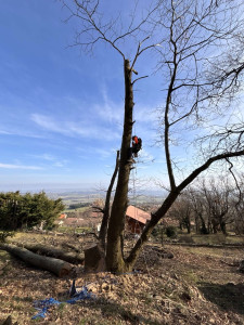 Photo de galerie - Abattage de 3 châtaignier ø90
