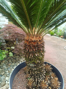 Photo de galerie - Coupe d'entretien du Cycas du Japon