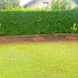 Photo de galerie - Plantations de 3 arbres fruitier.